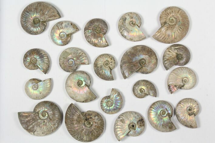 Lot: KG Silver Iridescent Ammonites (-) - Pieces #79438